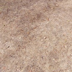 Abrek Emlak Yeşilköy Tarla (6)