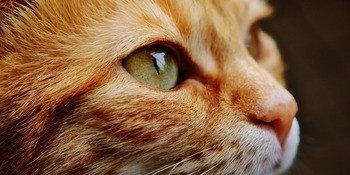 Kedilerde Göz Hastalıkları