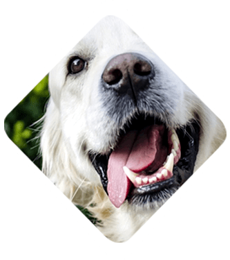 ağız-ve-diş-bakımı