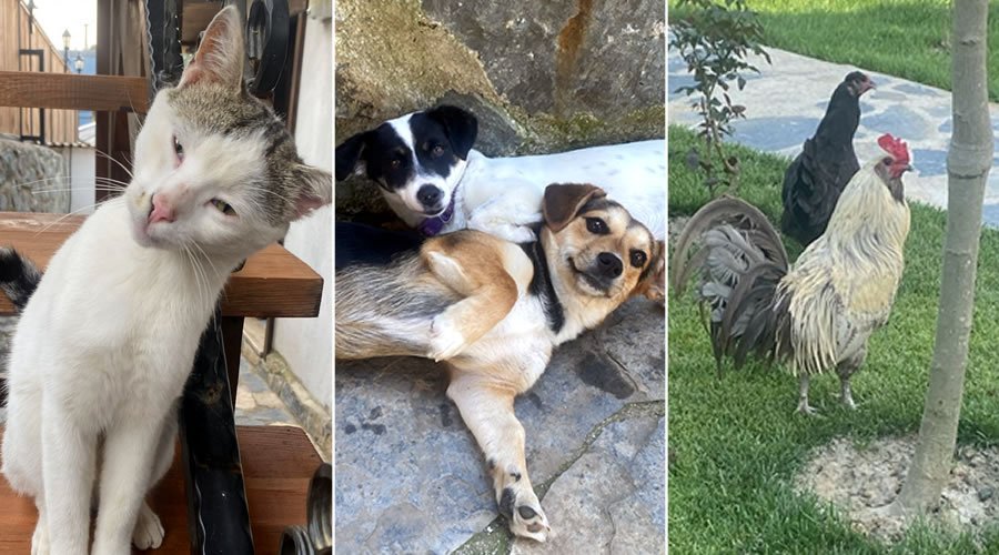 Sapanca Mahmudiye Resort Bungalov - Bizim Ekip