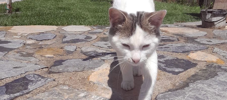 Sapanca Mahmudiye Resort Bungalov - Bizim Ekip