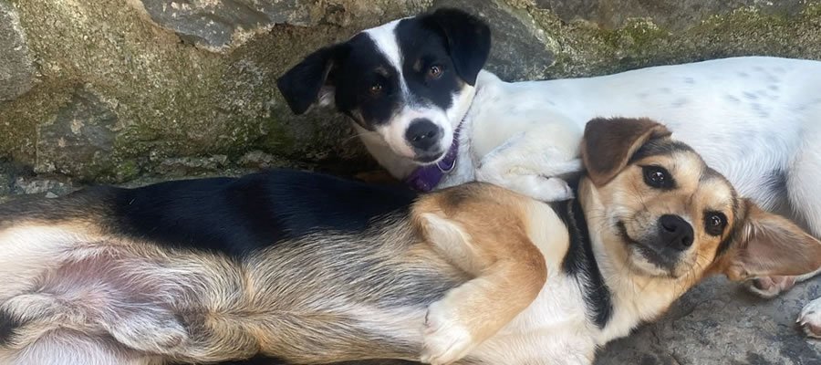 Sapanca Mahmudiye Resort Bungalov - Bizim Ekip