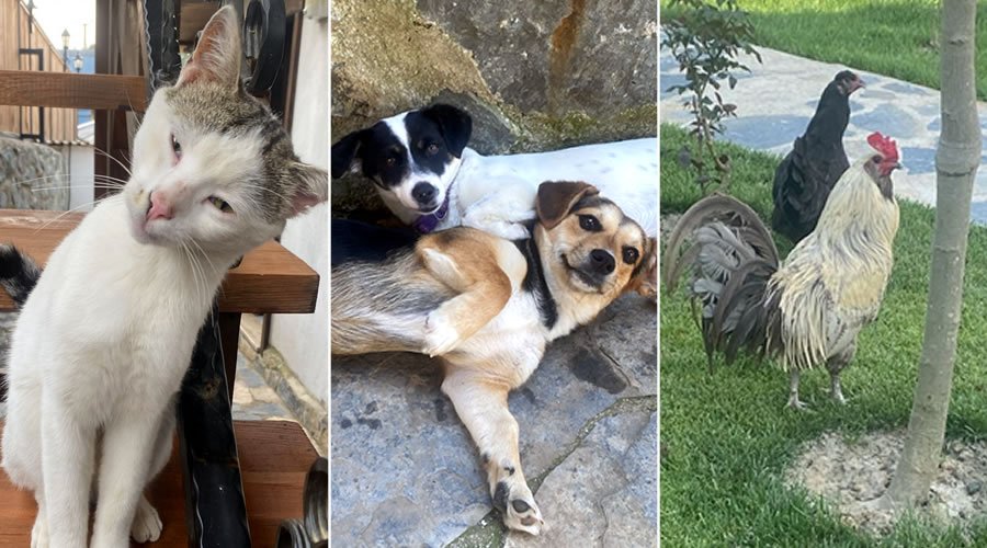 Sapanca Mahmudiye Resort Bungalov - Bizim Ekip