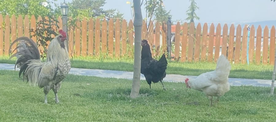 Sapanca Mahmudiye Resort Bungalov - Bizim Ekip