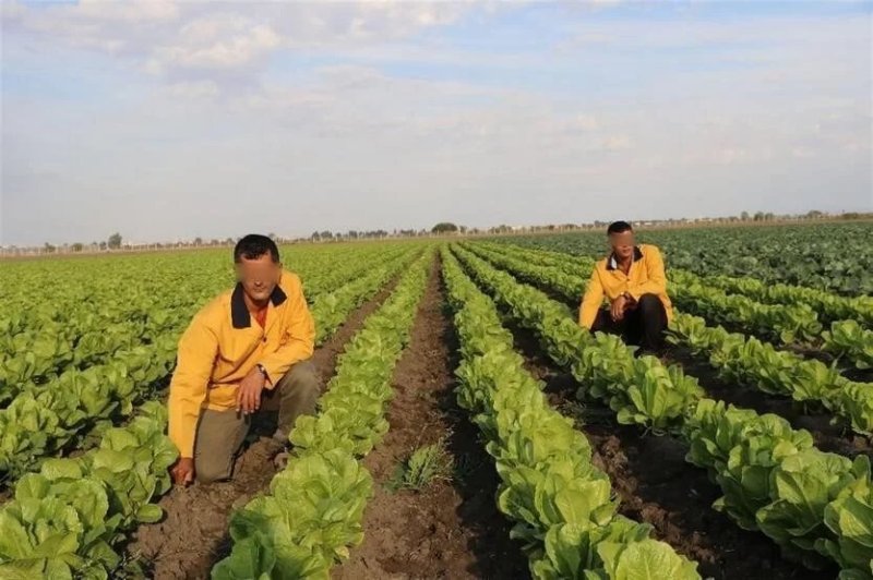 mahkumların çalıştırılması-2