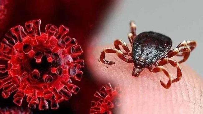 kırım kongo kanamalı ateşi-4