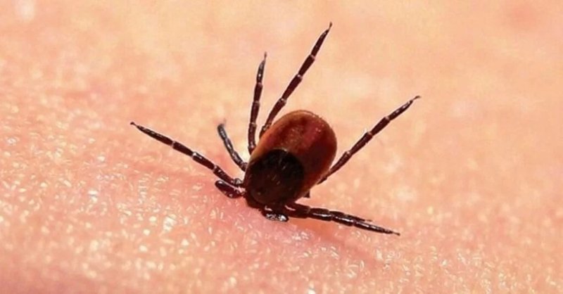 kırım kongo kanamalı ateşi-2