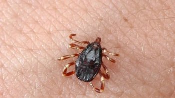 KIRIM KONGO KANAMALI ATEŞİ