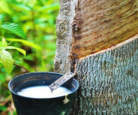 Kaucuk-Hammadde-Agac