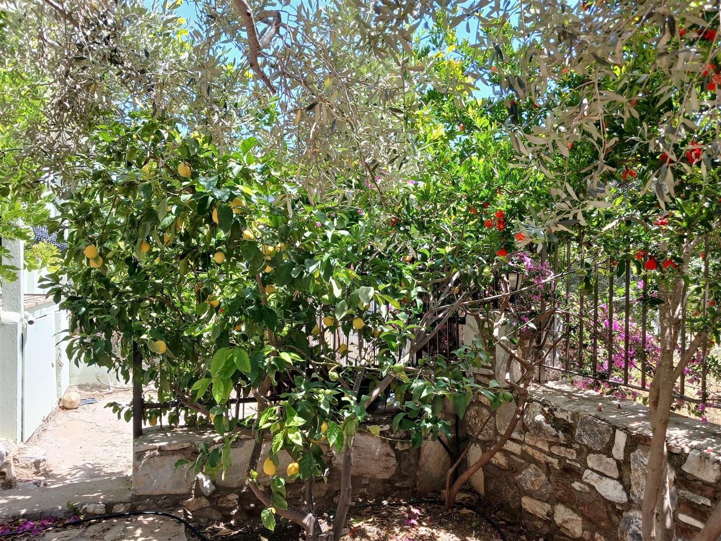 Milas Kıyıkışlacık 1+1 Mini Tatil Evi (6)