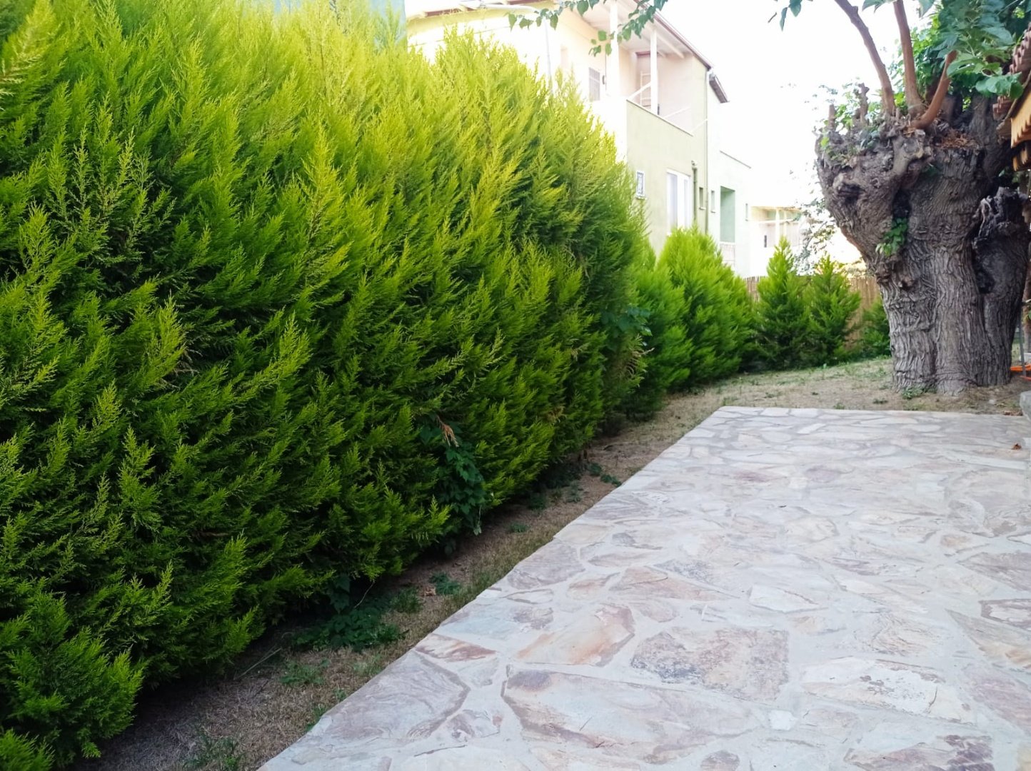 Taş ev kuşadası sogucak