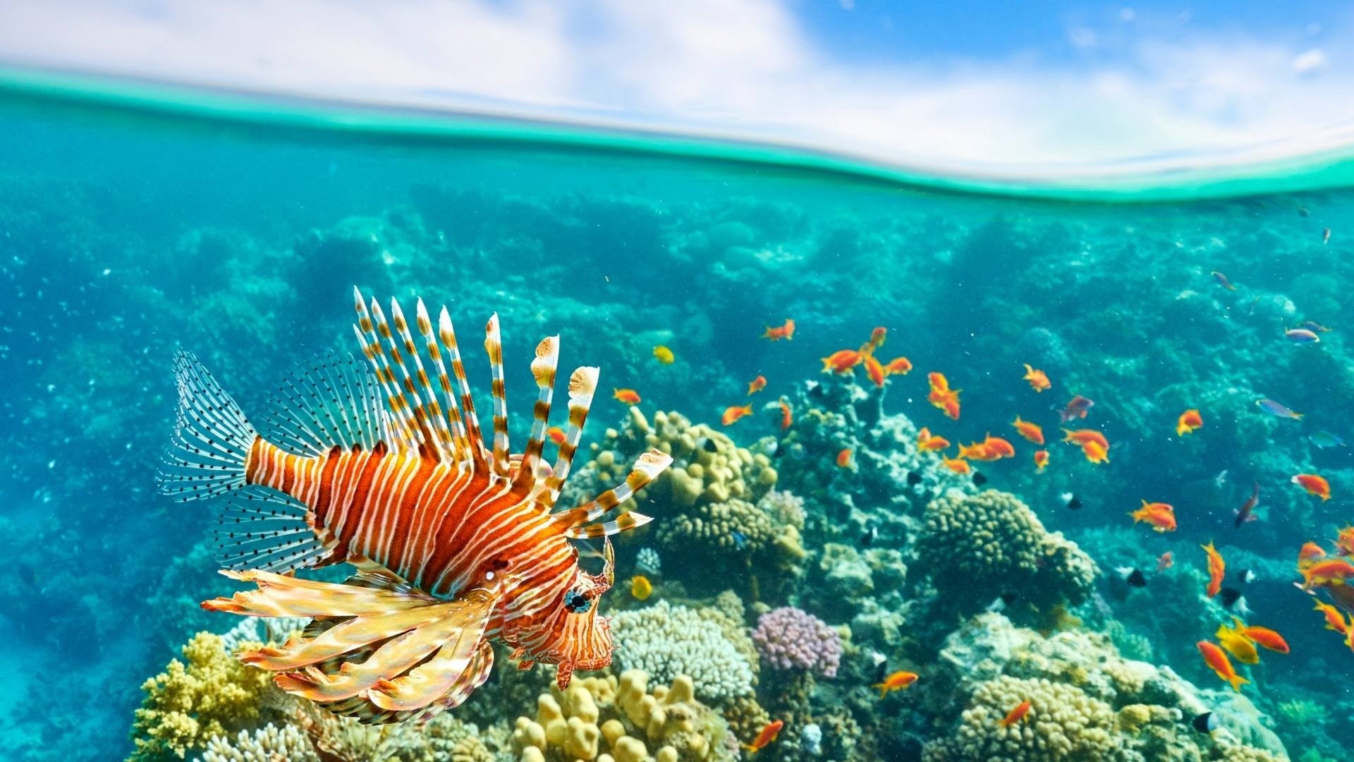 Sharm el izmir cıkıslı