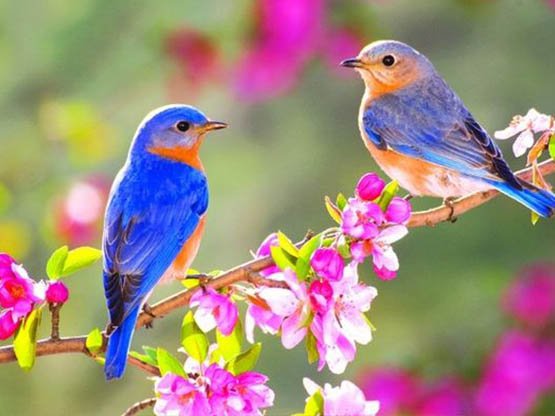 5 Ocak Dünya Kuş Günü