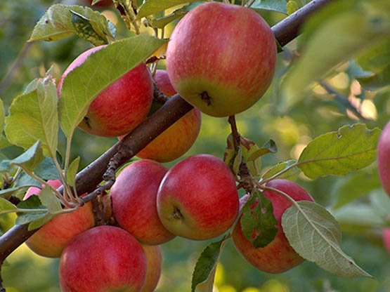 6 Ocak Elma Ağacı Günü