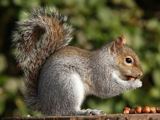 21 Ocak Sincaplara Minnettarlık Günü