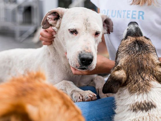 4 Nisan Dünya Sokak Hayvanları Günü Nisan Ayı Ön