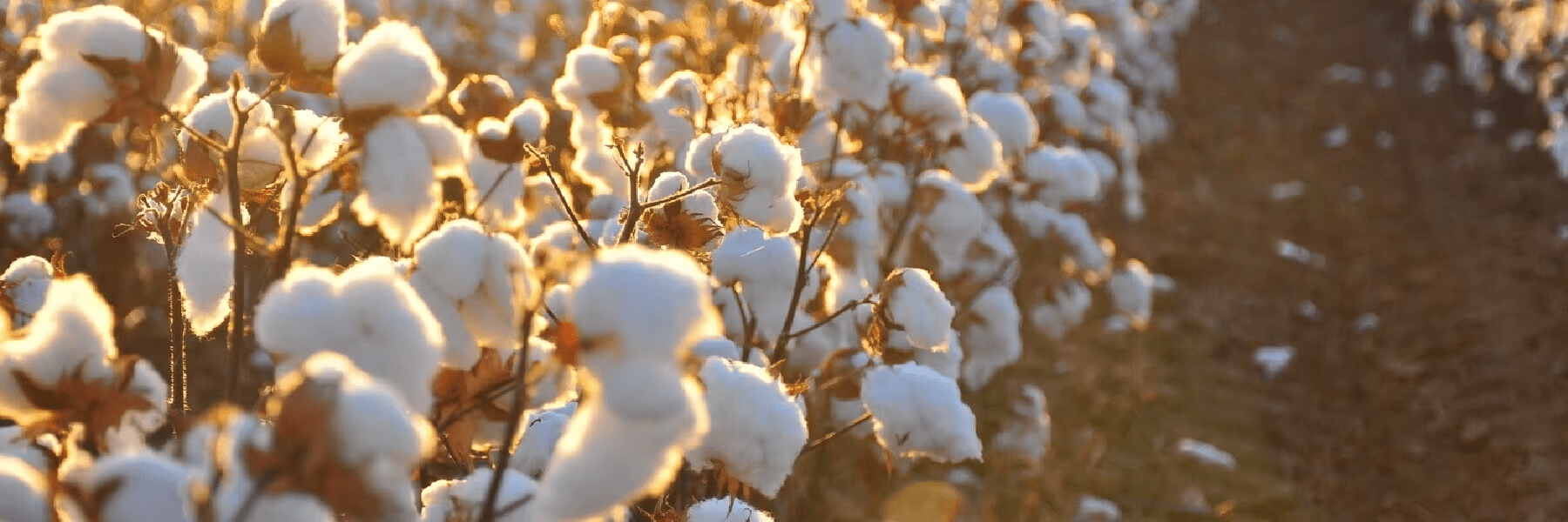 UTB8hTamN8ahduJk43Jaq6zM8FXaD