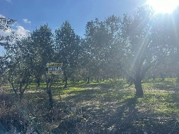 475463985_122106763856733761_1539244756861592520_N