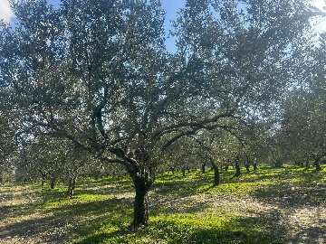 475511628_122106763934733761_1372403467310064439_N