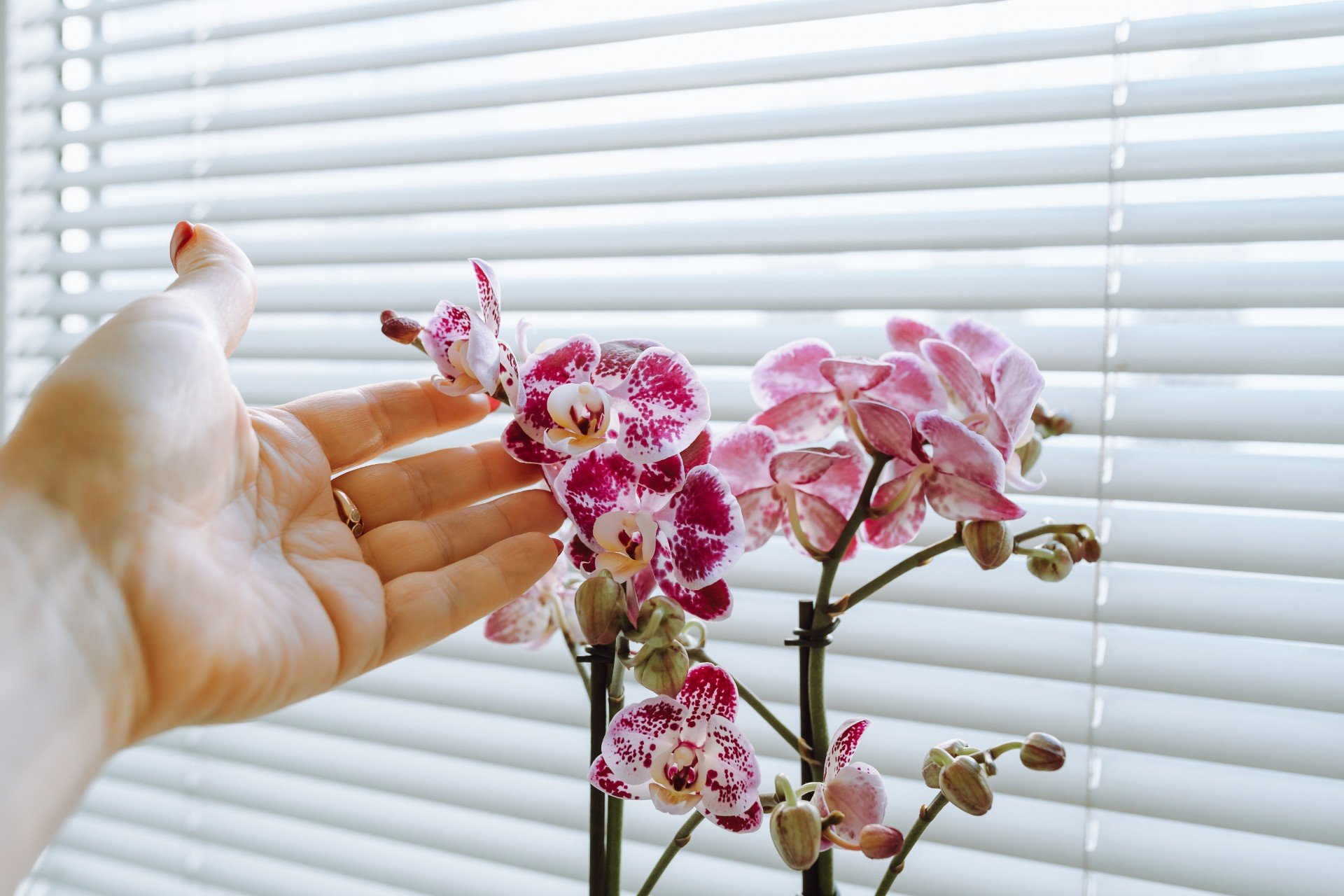 caring-for-decorative-orchid-in-flowerpot-2024-01-18-1
