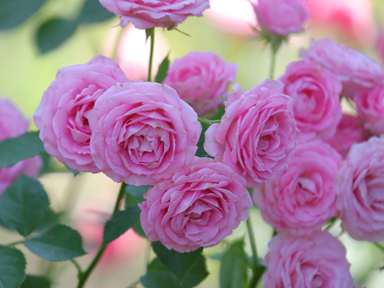 Isparta Rose Harvest Festival
