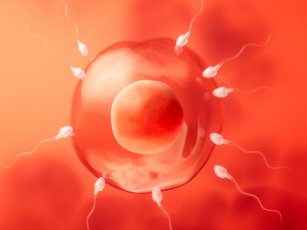 WHAT IS EGG DONATION?