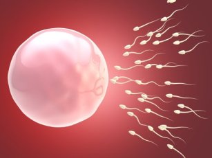 SPERM DONATION PRICES