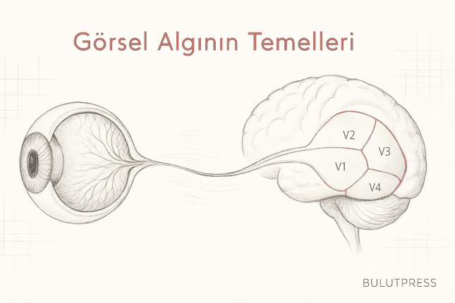 Görsel Algı, Renk Körlüğü ve Kontrastın Ölçmediği Fark