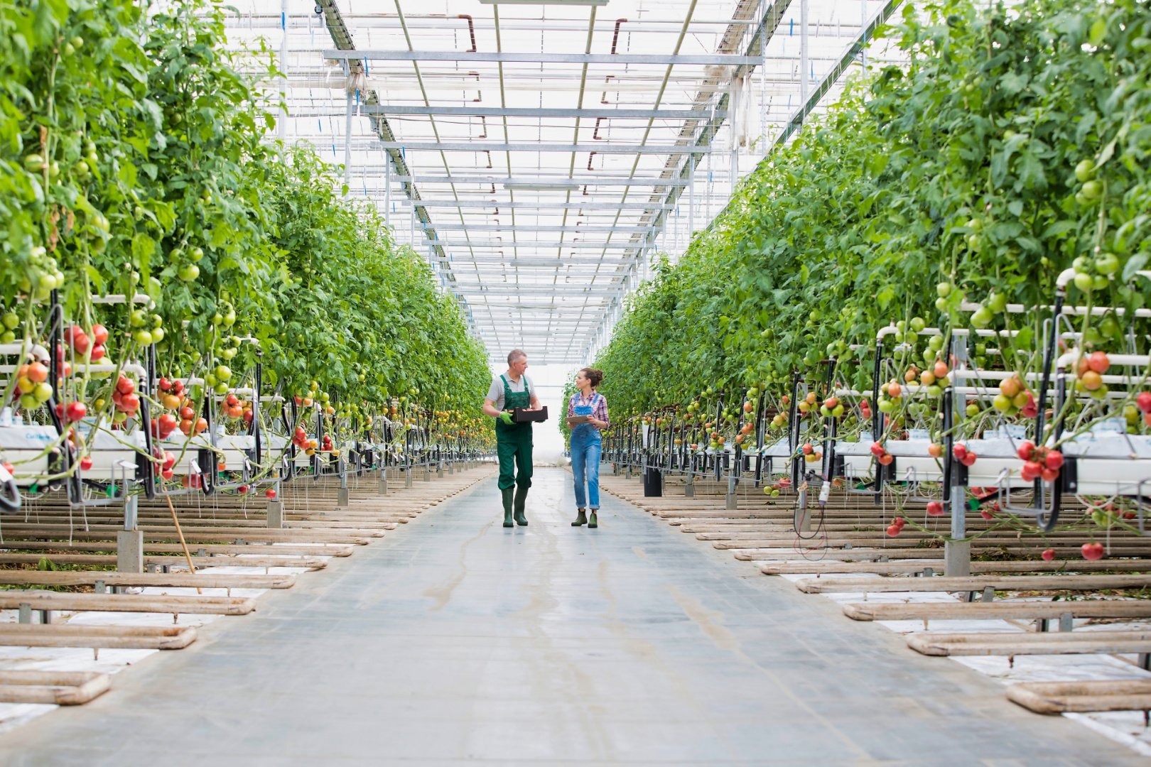 Danışmanlık Consulti̇ng Revi̇ze Foto