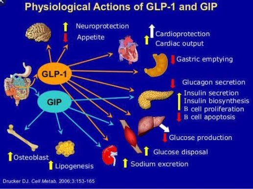 Glp1