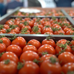 Petektar Tohum 2022 Growtech Fuarı -7