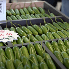 Petektar Tohum 2022 Growtech Fuarı -6