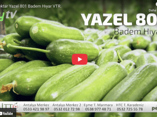 Yazel 801 Hıyar – Köy TV 2017