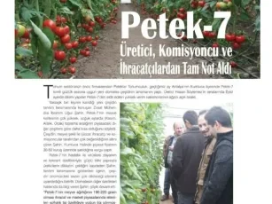 Petek 7 Domates (Büşra) / 2015
