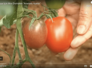 Rusya İçin Mor Domates “AA” / 2014