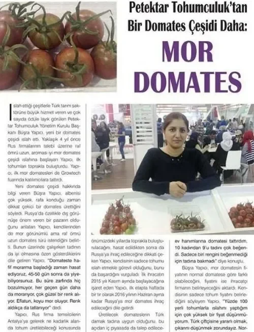 Mor-Domates-Antalya-Petektar-Tohum