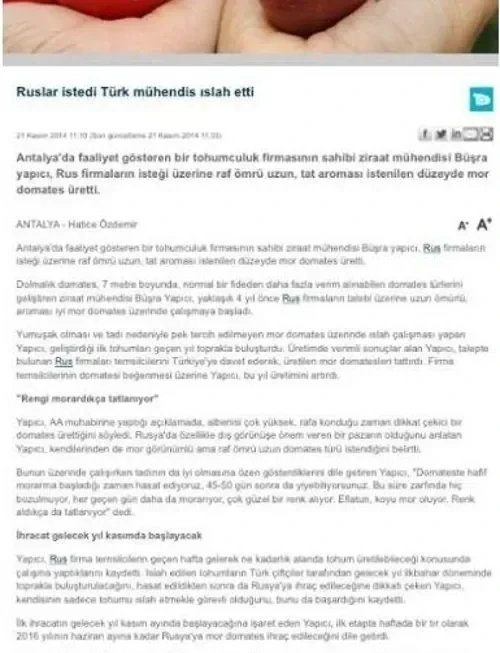 Mor-Domates-Antalya-Petektar-Tohumculuk