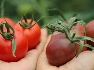 Mor Domates “Beyaz TV” VTR / 2014