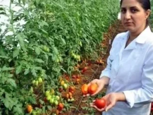 Dolma Biber Görümlü Domates / 2013