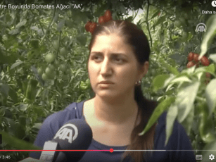 7 Metre Boyunda Domates Ağacı “AA” / 2013