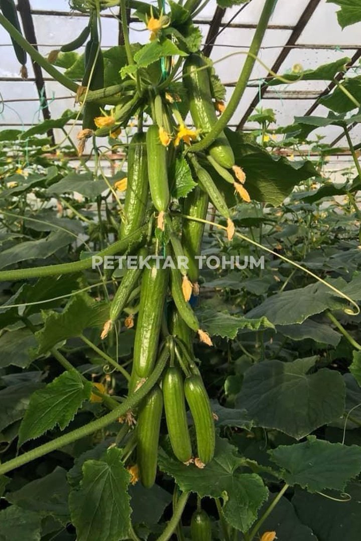 Hıyar-Tohumu-Peteküçcan