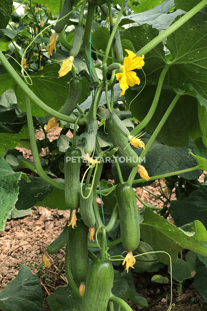 Petektar-Tohum-Kayı-Hıyar