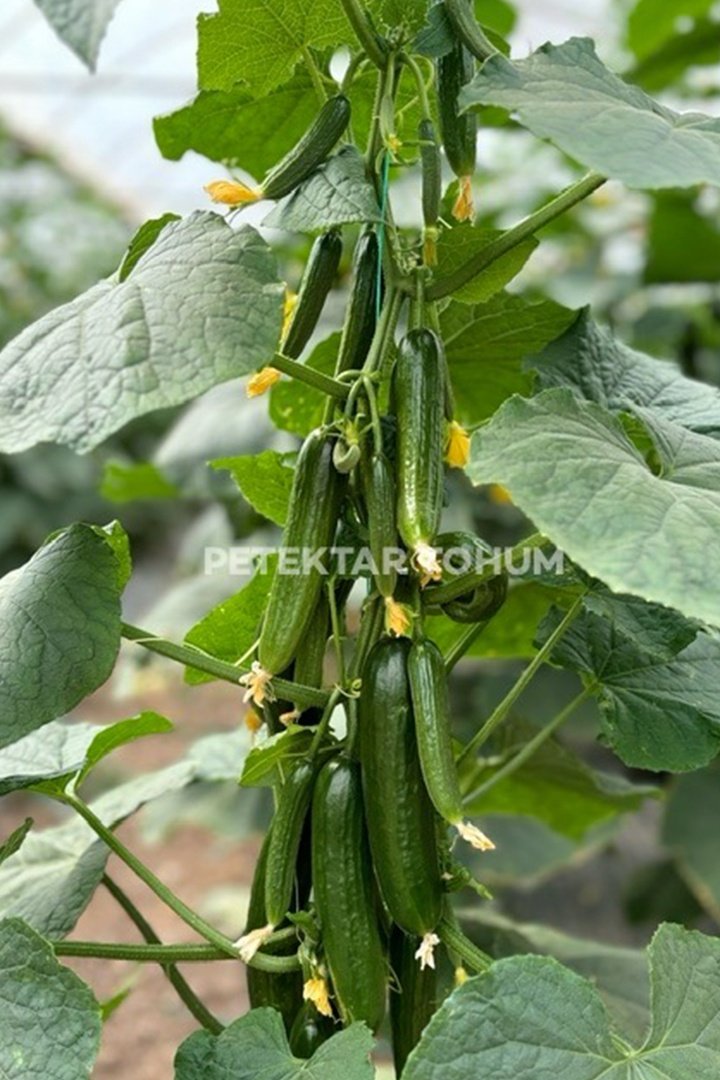 Hıyar-Tohumu-Yedican