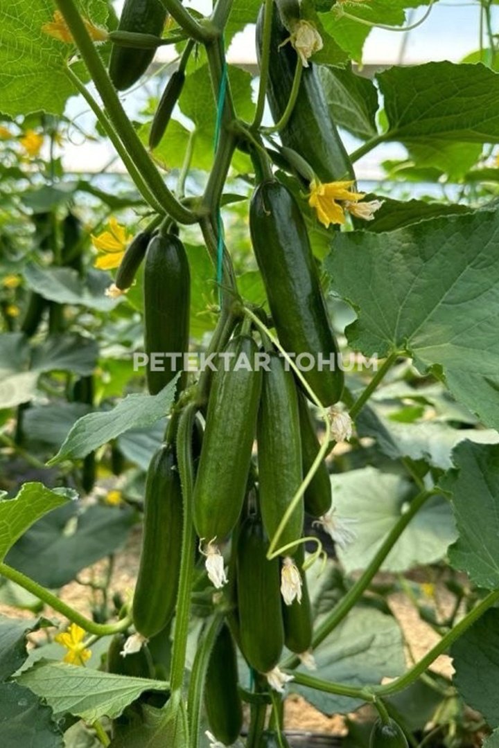 Hıyar-Tohumu-Özdemircan