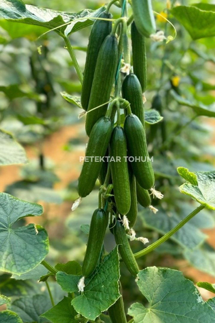 Hıyar-Tohumu-Pırıltı-10