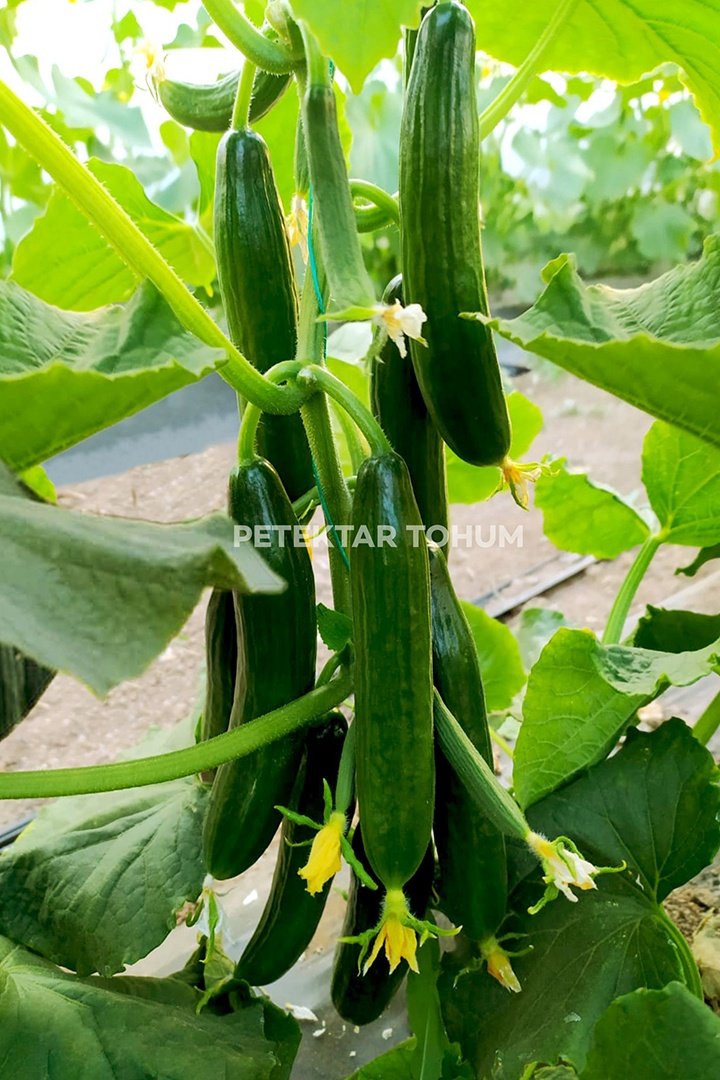 Hıyar-Tohumu-Adaş