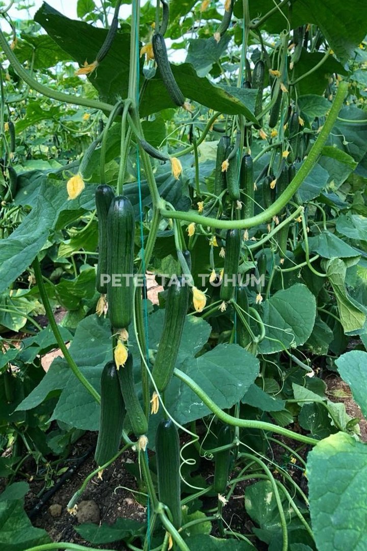 Hıyar-Tohumu-Alişan