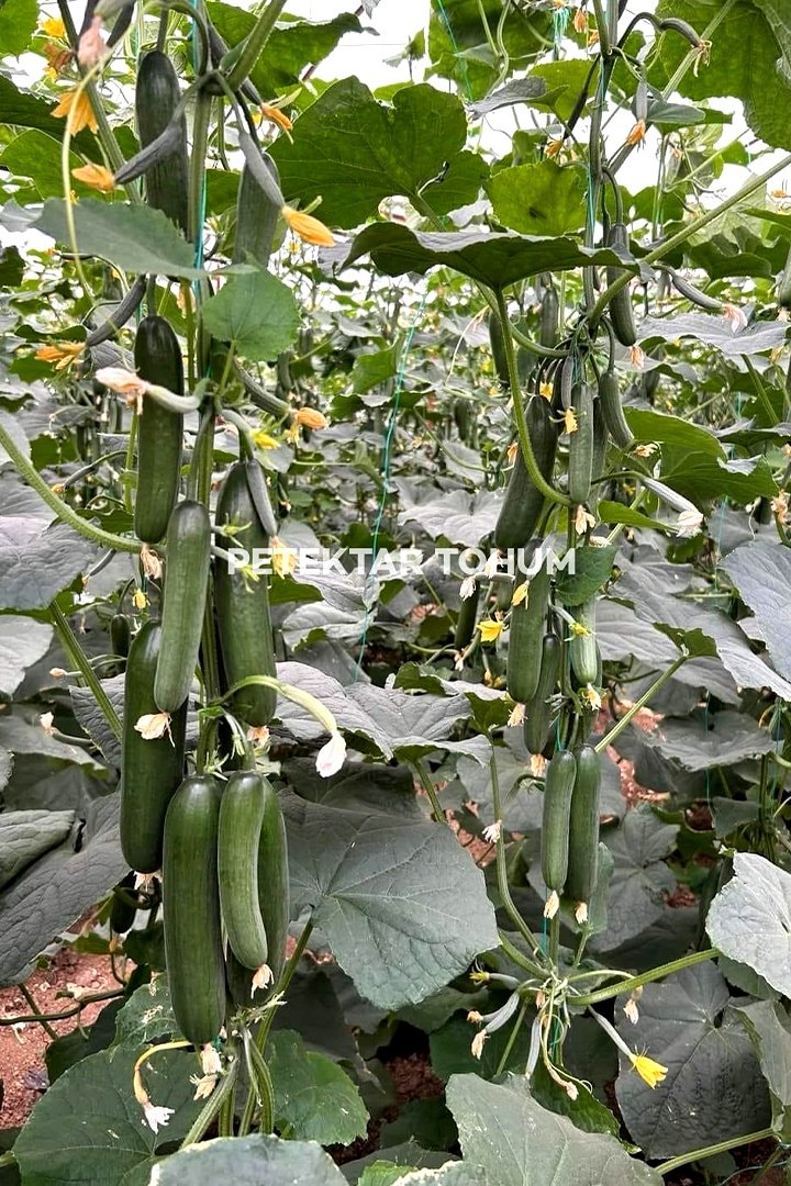 Hıyar-Tohumu-Oğuzcan-8