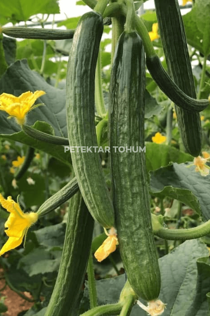 Petektar-Tohum-Sadıç-Hıyar