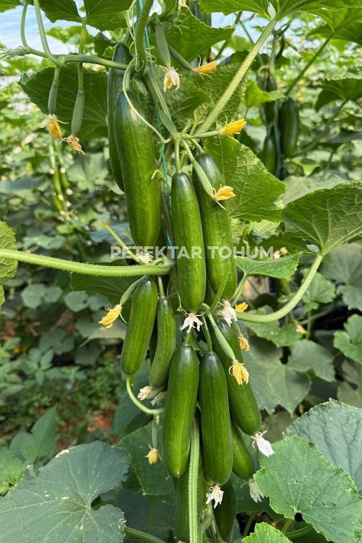 Hıyar-Tohumu-Petekçıtır